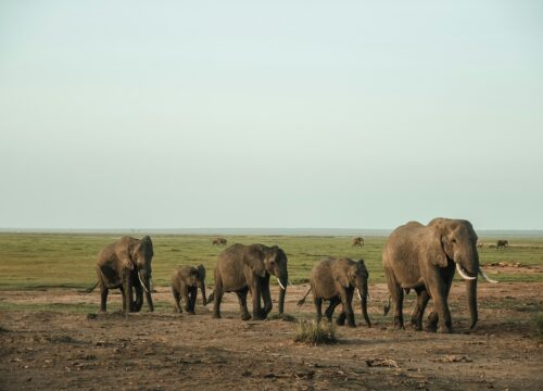 Masai Mara Safari: The Crown Jewel of African Wildlife Experiences